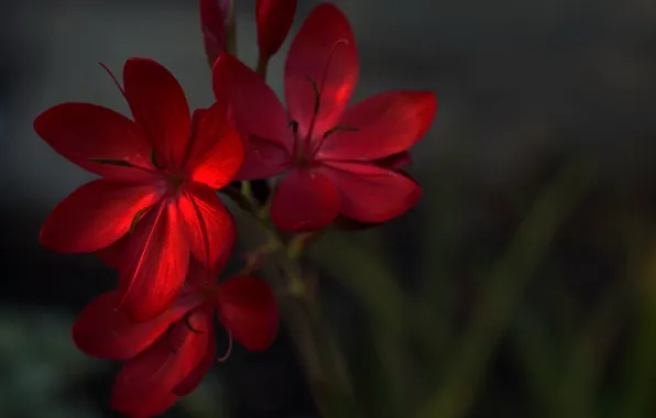 Flowers, Plant, Flowers, Plant, Red Geranium, Red Geranium