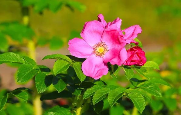 Rose, flower, pink