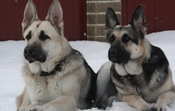 Picture snow, a couple of dogs, Alsatian