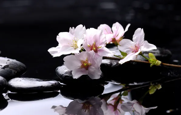 Water, reflection, stones, petals, pink, Spa, Spa