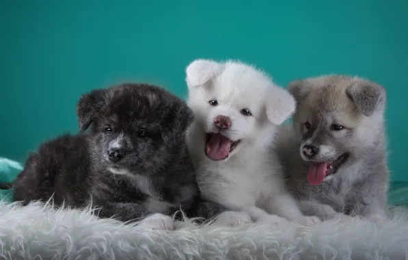Puppies, languages, trio, funny, Japanese Akita