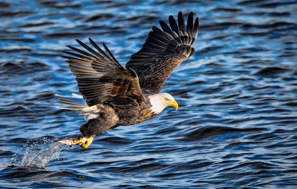 Picture flight, squirt, fishing, wings, fish, predator, mining, bald eagle