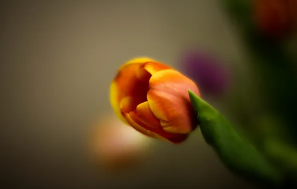 Nature, background, Tulip