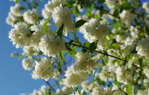 Summer, the sky, flowers, nature, tenderness, beauty, flowering, cottage
