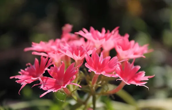 Picture summer, flowers, garden, pink, Phlox