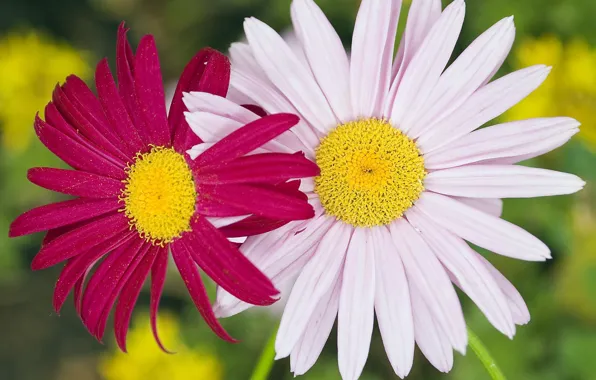 Picture macro, flowers, pollen, pink, chamomile, pair, white