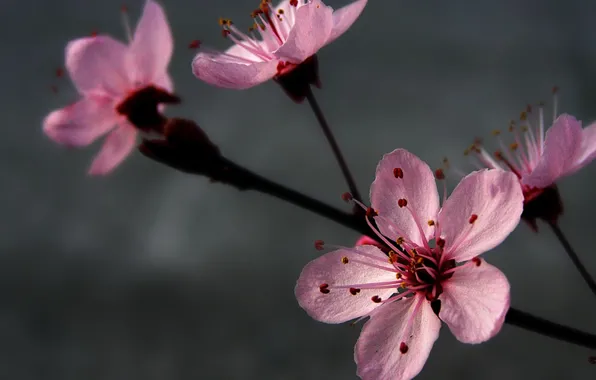 Picture flowers, grey, pink