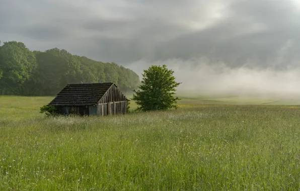 Greens, field, summer, the sky, grass, clouds, clouds, fog
