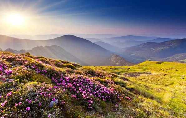 Picture grass, the sun, rays, flowers, mountains, nature, stones, hills