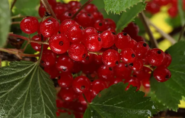 Picture leaves, berries, Bush, red currant