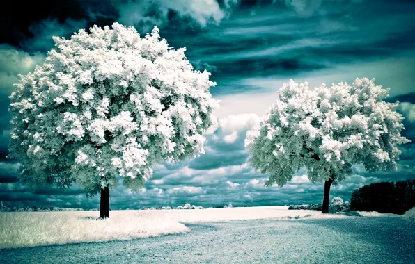 Field, trees, Infrared landscape
