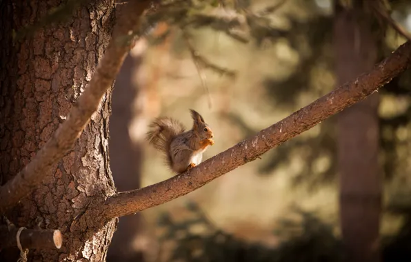 Nature, tree, animal, protein, nature, tree, animal, squirrel