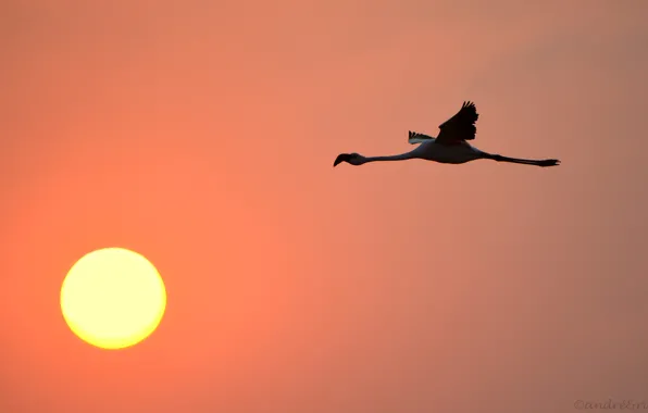 Picture the sky, the sun, sunset, bird, Flamingo