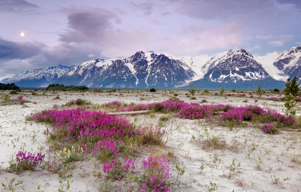 Picture ocean, flowers, mountains