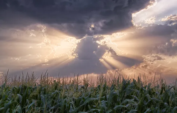 Picture field, clouds, the sun's rays, sorghum
