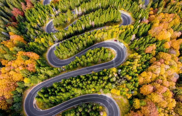 Forest, road, trees, autumn, aerial view