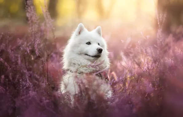 Picture face, dog, Heather, Samoyed