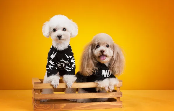 Dogs, look, pose, a couple, two dogs, faces