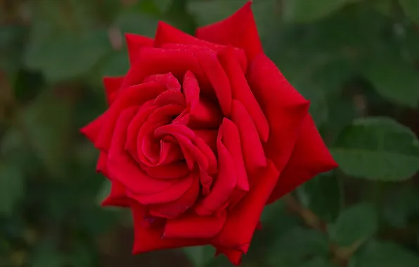 Flower, leaves, macro, rose, red, green background