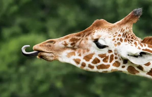 Language, face, portrait, giraffe, profile, green background, bokeh