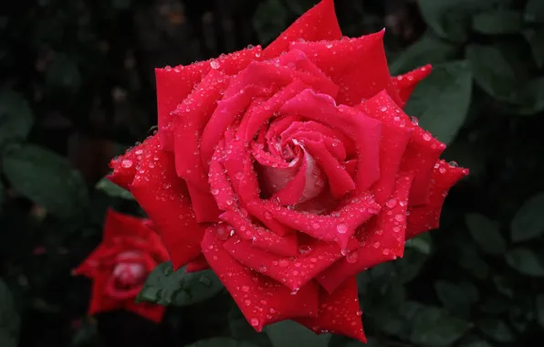 Drops, macro, rose, petals, Bud, scarlet rose