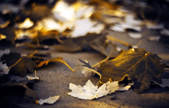 Picture leaves, macro, nature