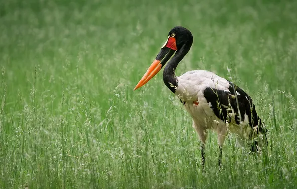 Nature, bird, Saddlebill Stork