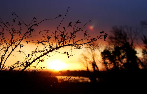 The sun, sunrise, branch, morning, blur