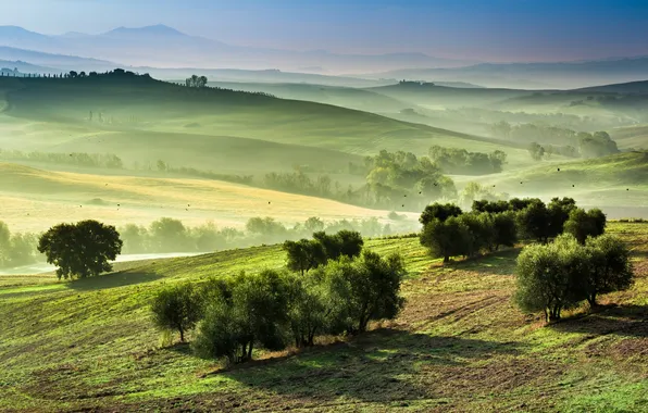 Picture field, trees, dawn, valley, meadow, Italy, Tuscany, Shaiith
