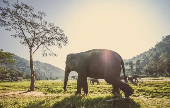 Picture elephants, africa, elephant, stove, elephant walk