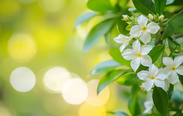 Leaves, light, flowers, branch, spring, white, flowering, green background