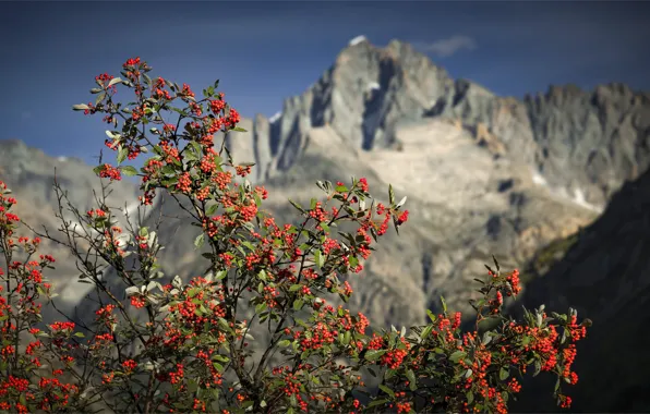 Mountains, berries, Bush