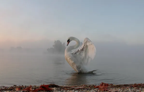 Picture fog, morning, Swan