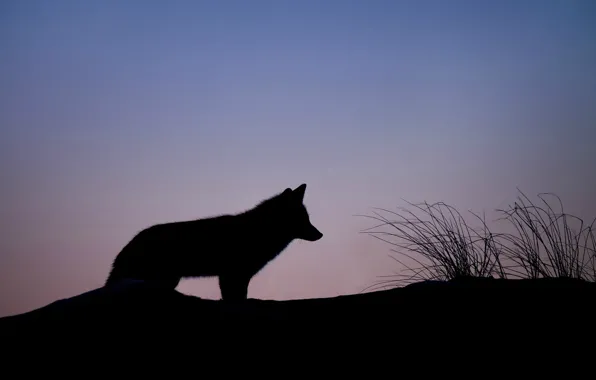 Nature, Fox, Dawn, Fox