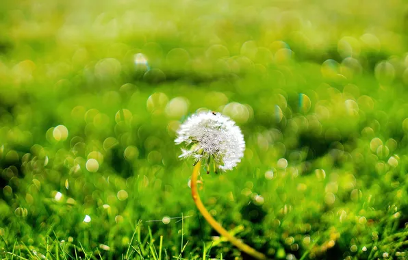 Macro, glare, dandelion, bokeh