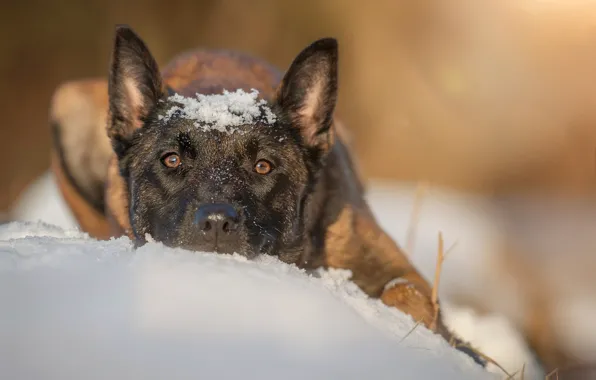 Picture snow, dog, shepherd
