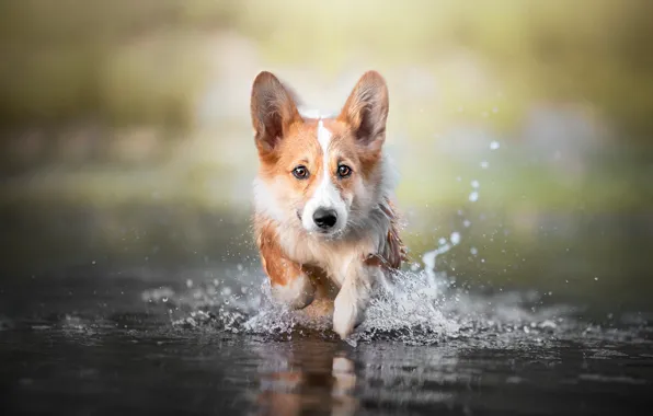Look, face, water, squirt, nature, portrait, dog, wet