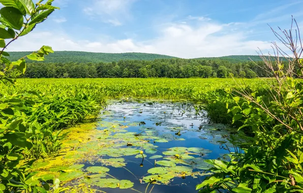 Greens, forest, leaves, the sun, trees, pond, USA, the bushes