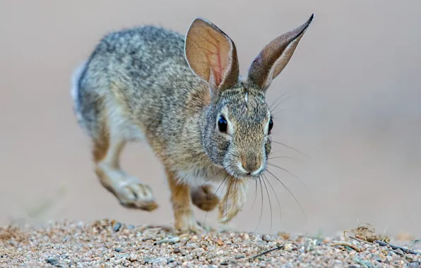 Picture ears, mammal, steppe rabbit