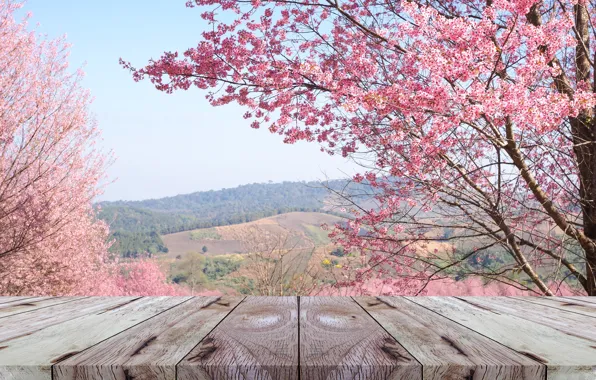 Picture branches, spring, Sakura, flowering, pink, blossom, sakura, cherry