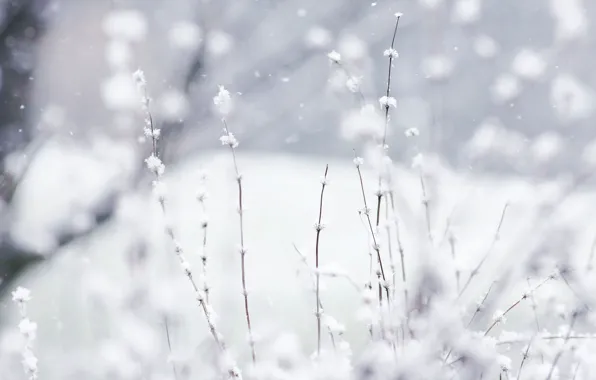 Picture nature, winter, snow