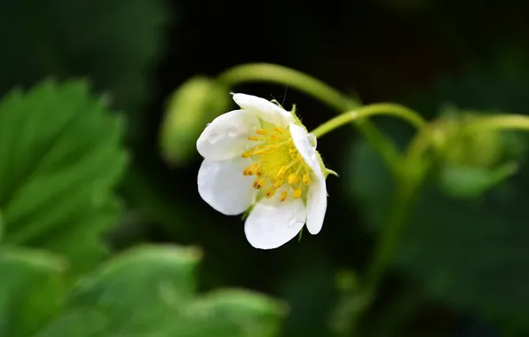 White, flower, macro, strawberry