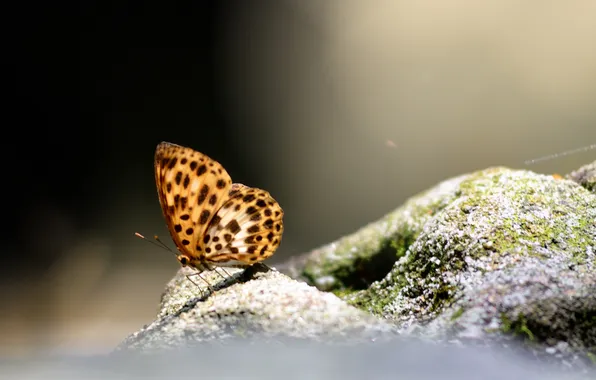 Picture background, butterfly, stone