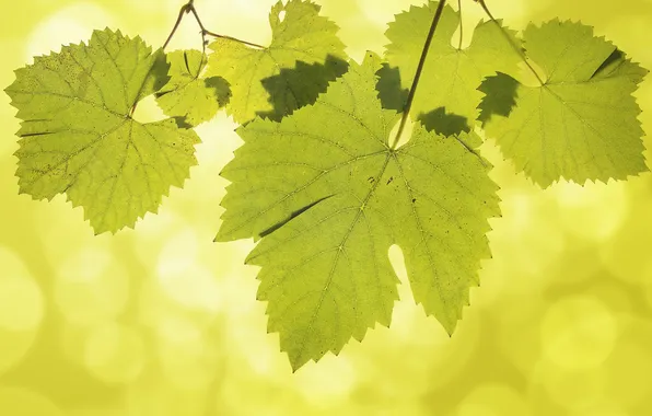 Picture leaves, grapes, veins, bokeh