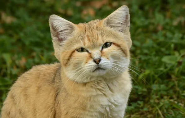 Picture look, kitty, sand cat, sand cat