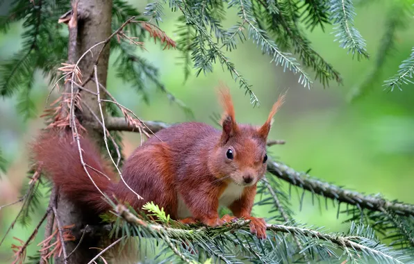 Look, branches, pose, spruce, protein, red, face, needles