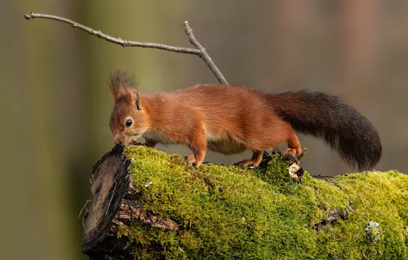 Moss, protein, tail, log