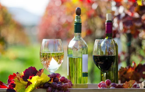 Autumn, leaves, wine, red, white, glasses, grapes, bottle