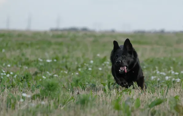 Movement, running, German shepherd, black dog, black shepherd