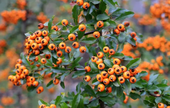 Nature, fruit, twig